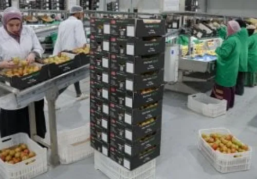 مصر تعيد تشكيل مستقبلها الزراعي: استصلاح 4.5 مليون فدان لتحفيز الاقتصاد وتعزيز الأمن الغذائي
