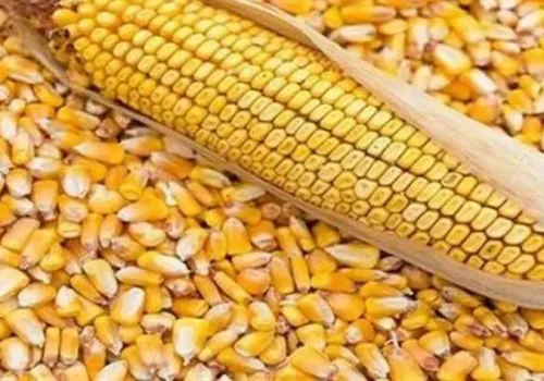 مصر تسجل ارتفاعًا في واردات الذرة الصفراء بـ 5.37 مليون طن خلال النصف الأول من 2026