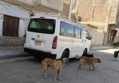 وزارة الزراعة تكشف عن استراتيجية إنسانية لمواجهة الكلاب الضالة: لا لعمليات القتل الجماعي