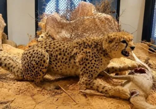 الفهد الصحراوي في ليبيا: علامة انقراض تُهدد التنوع البيولوجي في الصحراء الكبرى