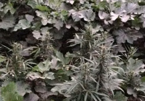 بامية الهيل: محصول الأحساء الأخضر الذي يأسرك بمذاقه الفريد