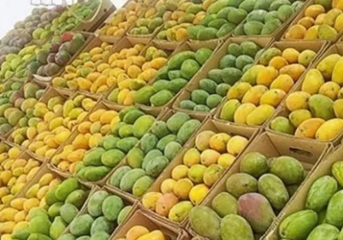 أسعار المانجو اليوم السبت: استقرار في السوق مع تنوع الأصناف المتاحة