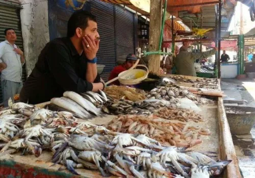 استقرار أسعار الأسماك في مصر: البلطي عند 73 جنيهًا والجمبري يشهد تراجعات ملحوظة
