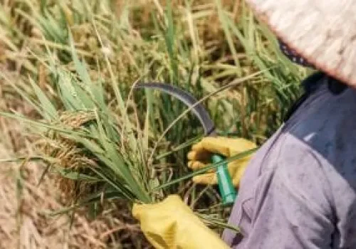 تأثير جفاف آسيا وظاهرة 'إل نينيو' على حقول الأرز: أزمة تلوح في أفق المزارعين