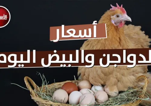 تحركات ملحوظة في أسعار الدواجن والبيض في مصر اليوم الإثنين 27 يوليو 2026